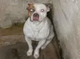 Bob