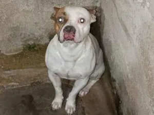 Cachorro raça Dogue Alemão idade 3 anos nome Bob