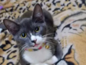 Gato raça SRD-ViraLata idade Abaixo de 2 meses nome Amora 