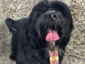 Cachorro raça Shitzu idade 1 ano nome Theo