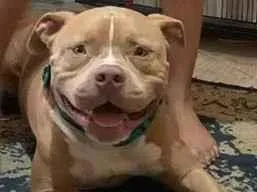 Cachorro raça Pit-Bull idade 3 anos nome Leblon 
