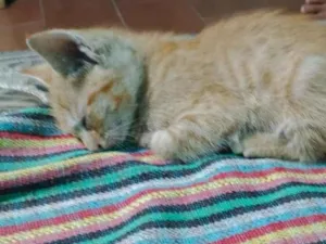 Gato raça SRD-ViraLata idade Abaixo de 2 meses nome sem nome 