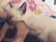kira