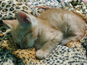 Gato raça SRD-ViraLata idade Abaixo de 2 meses nome sem 