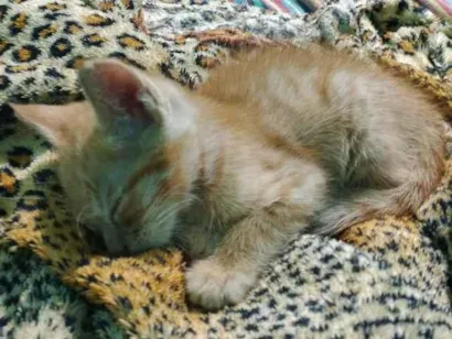 Gato raça SRD-ViraLata idade Abaixo de 2 meses nome sem 