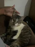 Loki