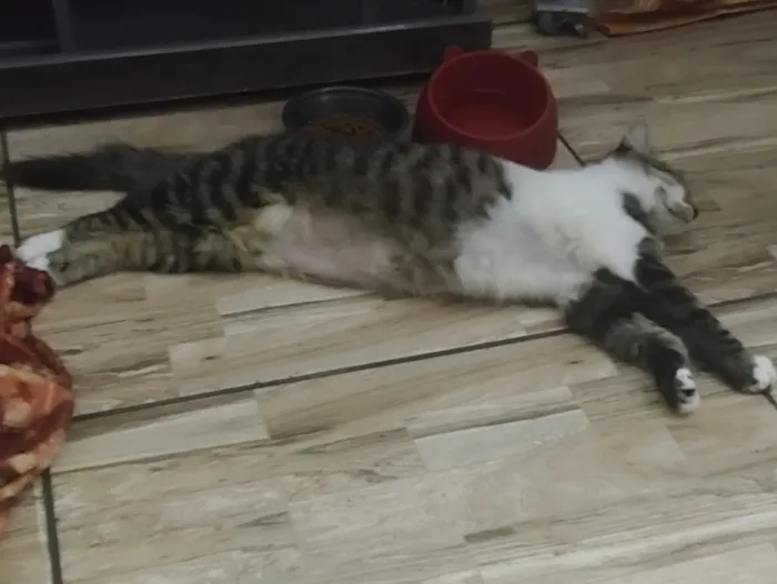 Gato raça SRD-ViraLata idade 1 ano nome Loki