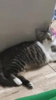 Loki