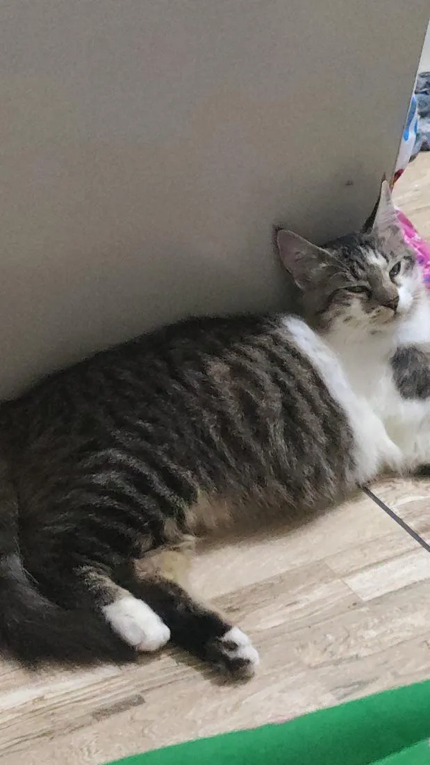 Gato raça SRD-ViraLata idade 1 ano nome Loki