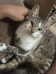Loki