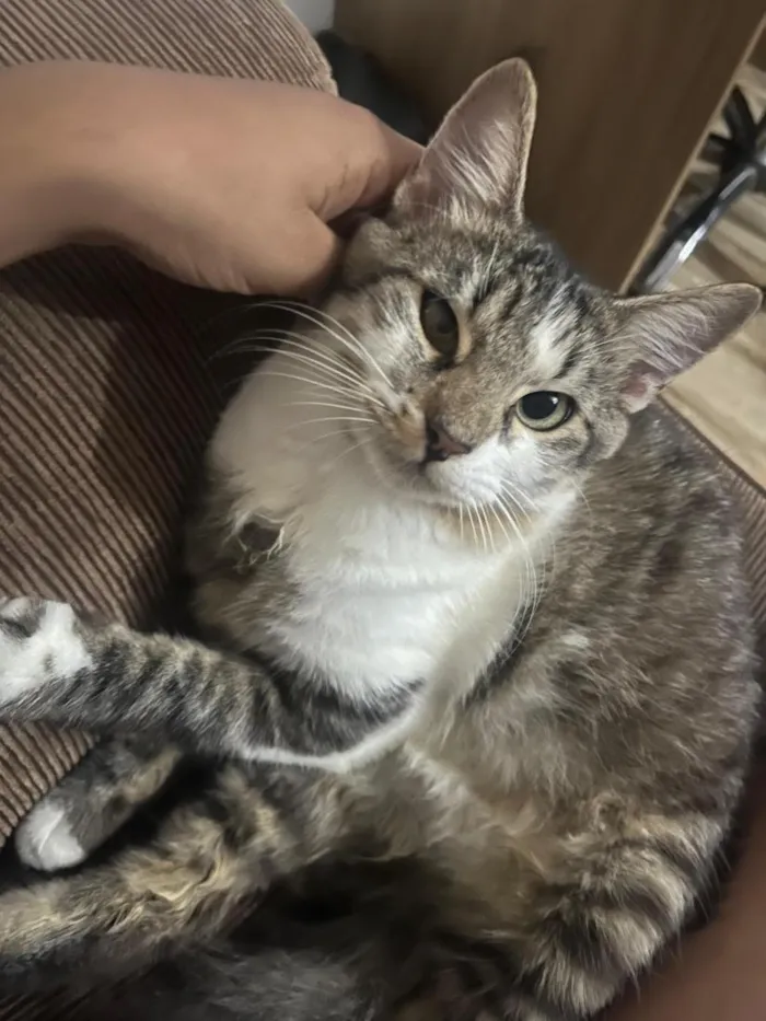 Gato raça SRD-ViraLata idade 1 ano nome Loki