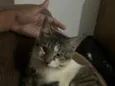 Loki