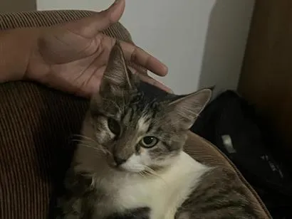 Gato raça SRD-ViraLata idade 1 ano nome Loki