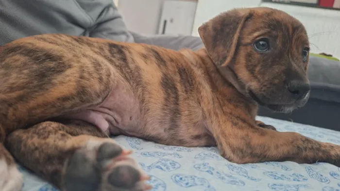 Cachorro raça SRD-ViraLata idade 2 a 6 meses nome Zoro