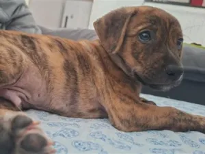 Cachorro raça SRD-ViraLata idade 2 a 6 meses nome Zoro