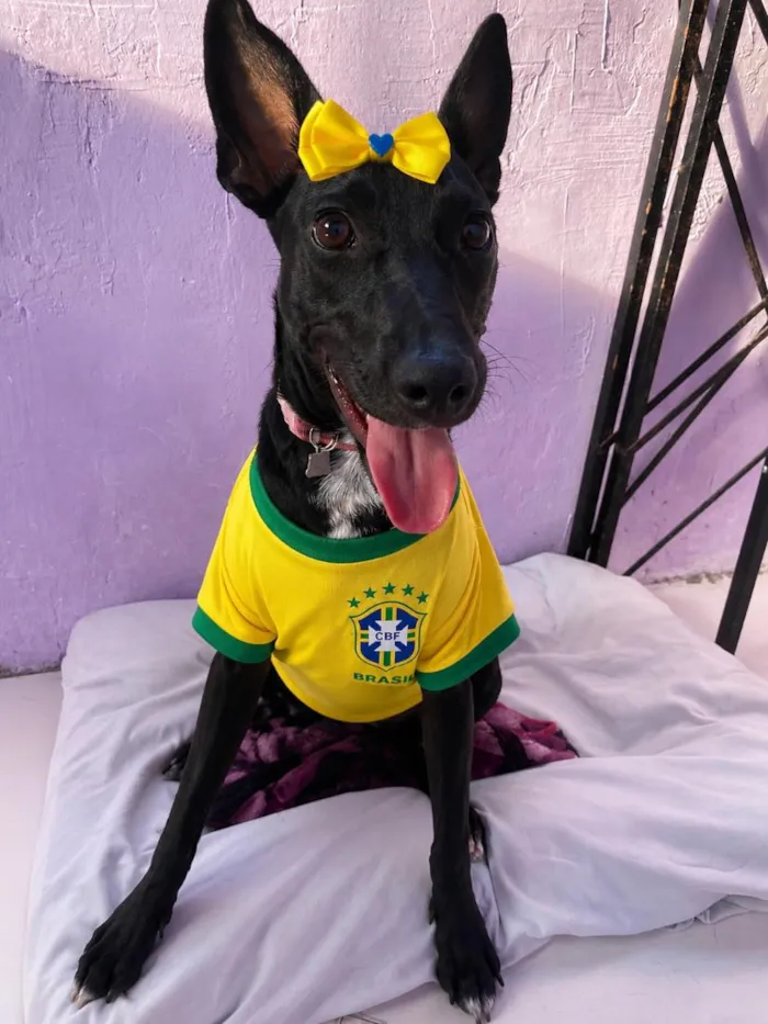 Cachorro raça SRD-ViraLata idade 7 a 11 meses nome Safira