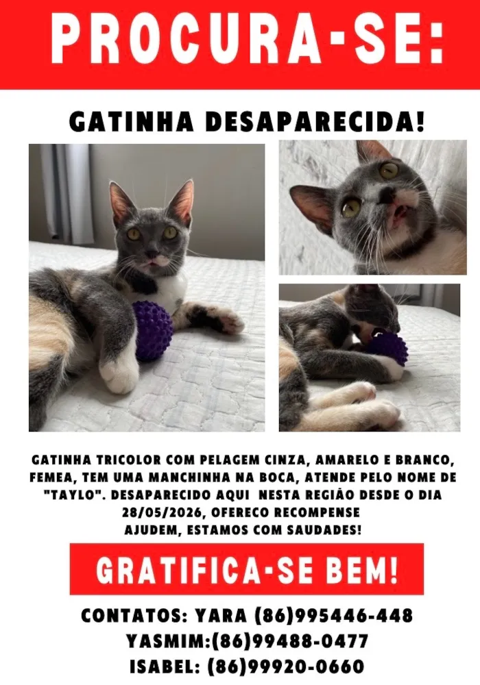 Gato raça SRD-ViraLata idade 1 ano nome Taylor