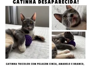 Gato raça SRD-ViraLata idade 1 ano nome Taylor