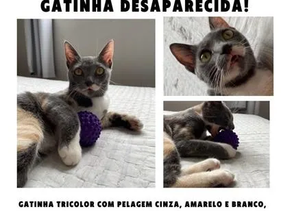Gato raça SRD-ViraLata idade 1 ano nome Taylor