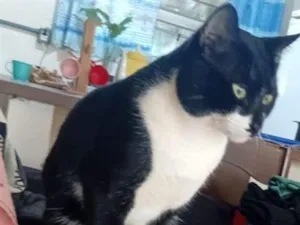 Gato raça SRD-ViraLata idade 2 anos nome Gato