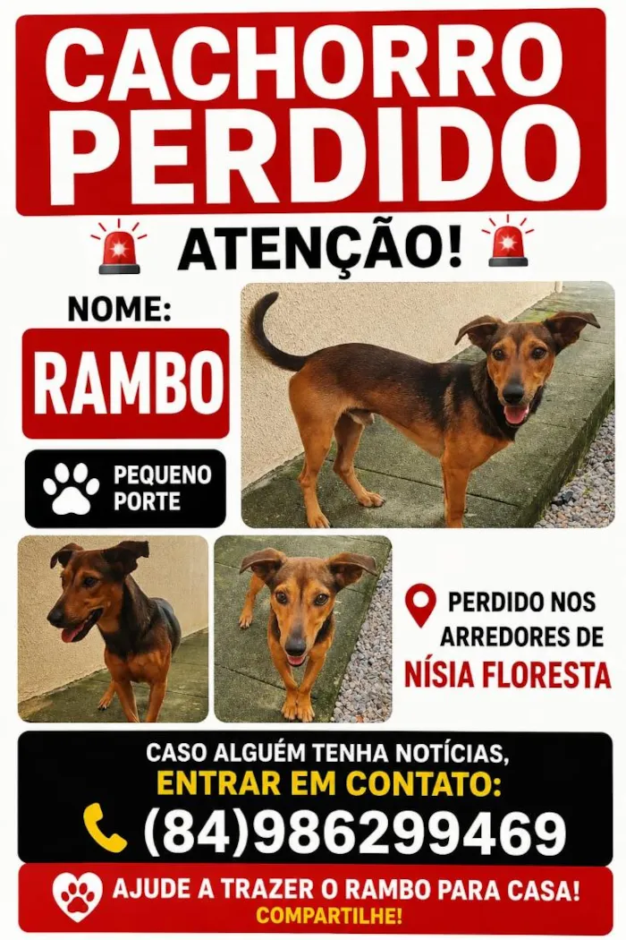 Cachorro raça  idade 1 ano nome Rambo
