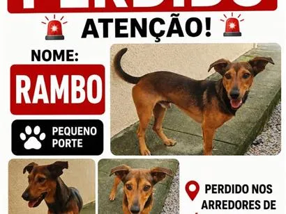 Cachorro raça  idade 1 ano nome Rambo
