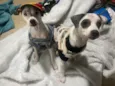 Molly e Benny