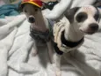 Molly e Benny