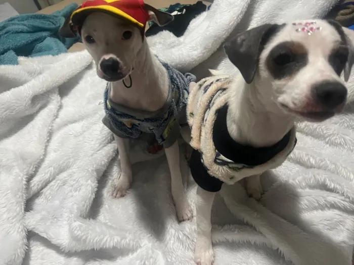 Cachorro raça SRD-ViraLata idade 2 a 6 meses nome Molly e Benny