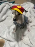 Molly e Benny