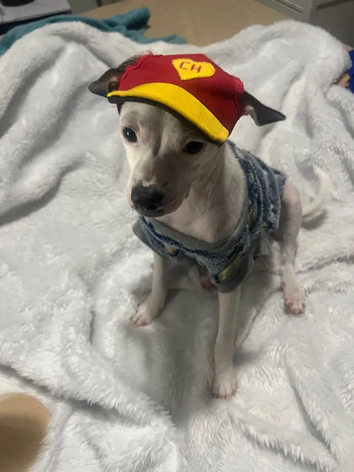 Cachorro raça SRD-ViraLata idade 2 a 6 meses nome Molly e Benny