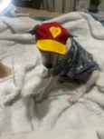 Molly e Benny