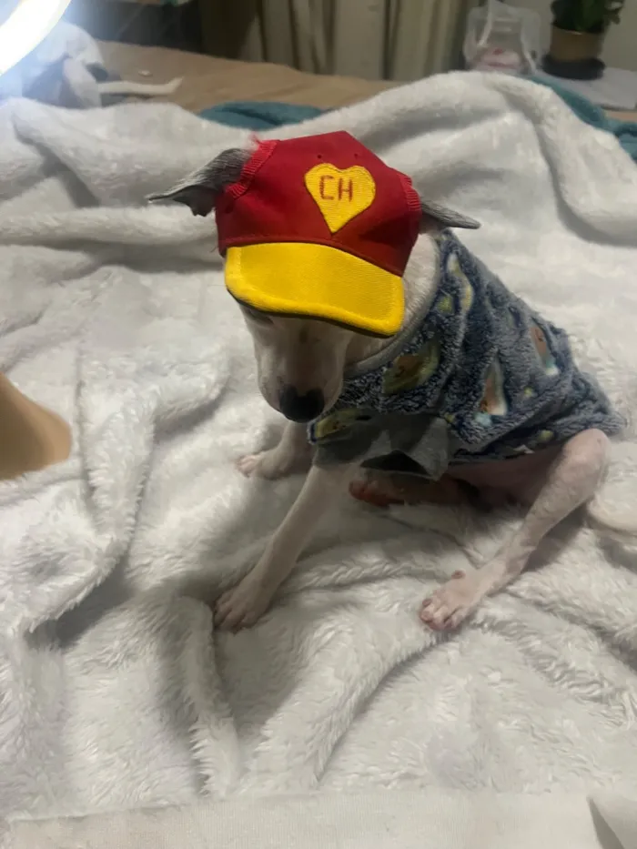 Cachorro raça SRD-ViraLata idade 2 a 6 meses nome Molly e Benny