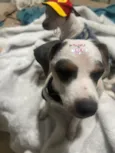 Molly e Benny