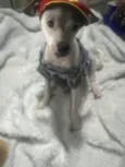 Molly e Benny