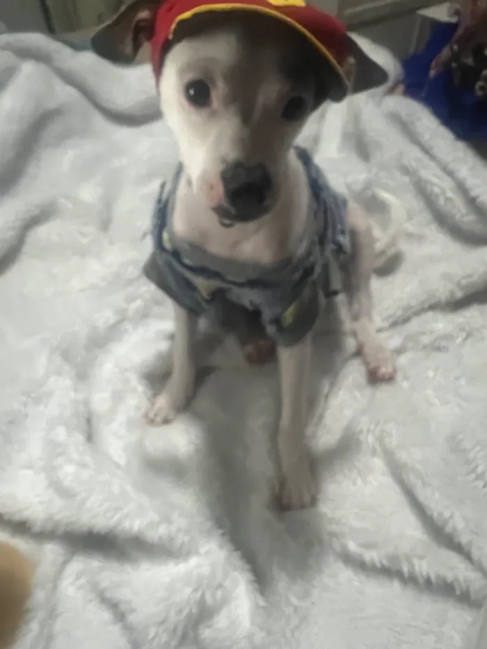 Cachorro raça SRD-ViraLata idade 2 a 6 meses nome Molly e Benny