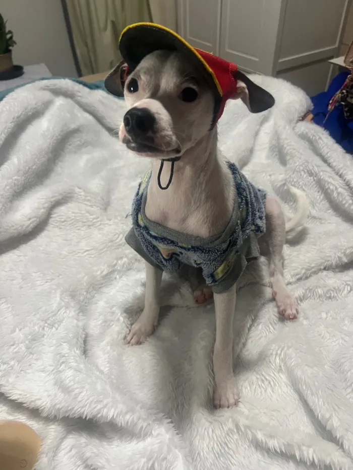 Cachorro raça SRD-ViraLata idade 2 a 6 meses nome Molly e Benny