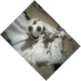 Molly e Benny