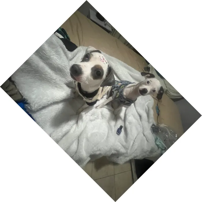Cachorro raça SRD-ViraLata idade 2 a 6 meses nome Molly e Benny