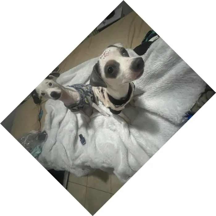 Cachorro raça SRD-ViraLata idade 2 a 6 meses nome Molly e Benny