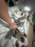 Molly e Benny