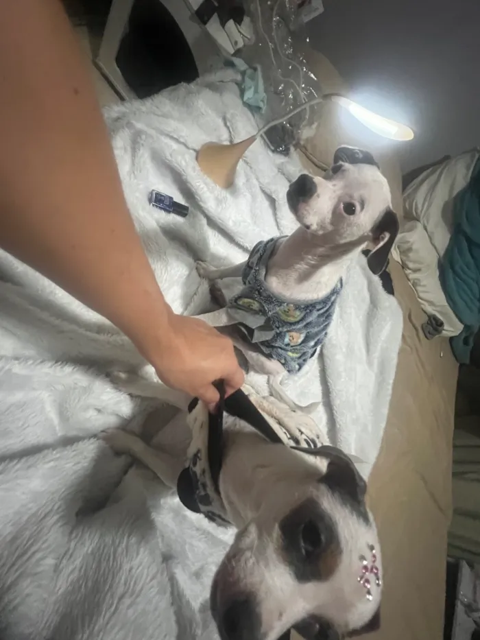 Cachorro raça SRD-ViraLata idade 2 a 6 meses nome Molly e Benny
