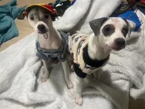 Cachorro raça SRD-ViraLata idade 2 a 6 meses nome Molly e Benny