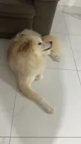 Polly