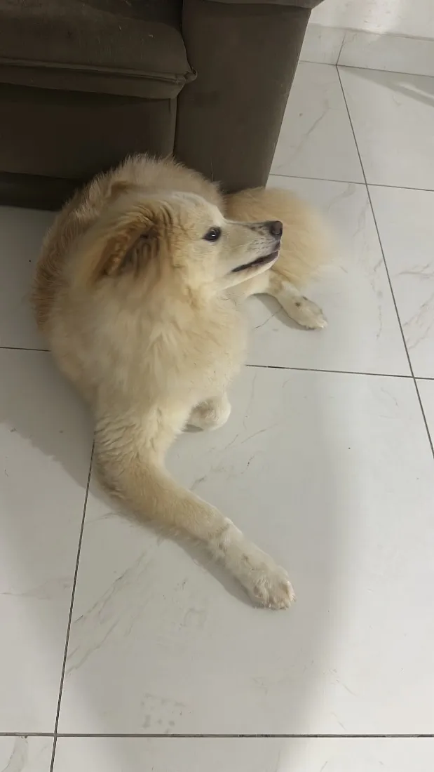 Cachorro raça Shitzu idade 1 ano nome Polly