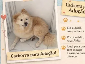 Cachorro raça Shitzu idade 1 ano nome Polly