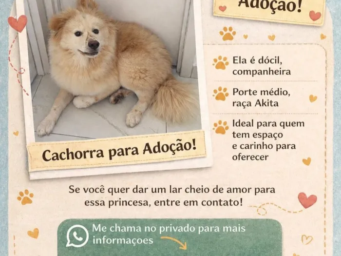 Cachorro raça Shitzu idade 1 ano nome Poly 