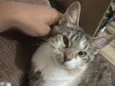 Loki