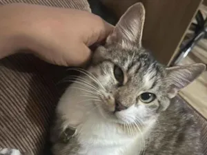 Gato raça SRD-ViraLata idade 1 ano nome Loki