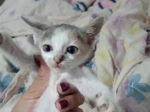Gato raça SRD-ViraLata idade Abaixo de 2 meses nome Branquinho 